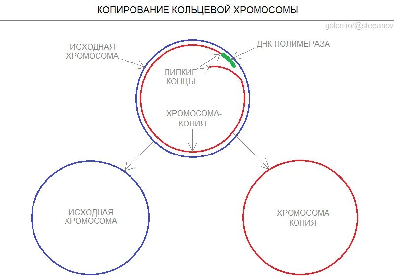 Кольцевая строение 2. Хейфлик теория старения. Предел Хейфлика. Редусомная теория. Хайфлик ограничение клеточных делений.