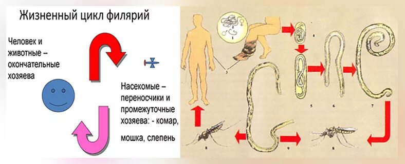 Можно ли считать комара промежуточным хозяином. Нитчатка Банкрофта жизненный цикл схема. Цикл развития филярий указав переносчиков. Цикл развития филяриатозов. Промежуточные хозяева филярий.