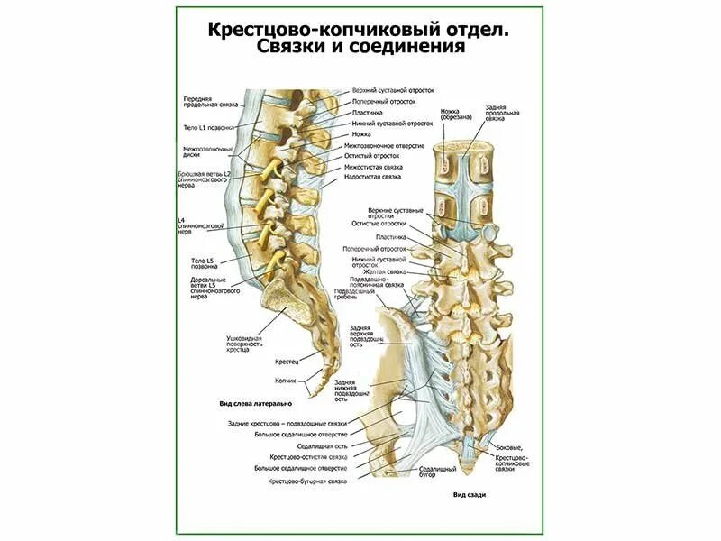 Крестцово копчиковый сустав строение. Крестцово копчиковый сустав анатомия. Связки копчика анатомия. Соединения крестца и копчика анатомия.