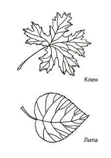 Листья клена и липы