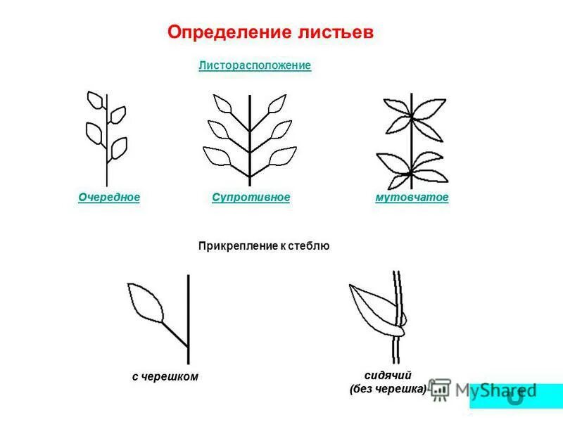 Тип соцветия листорасположение. Тип соцветия листорасположение
