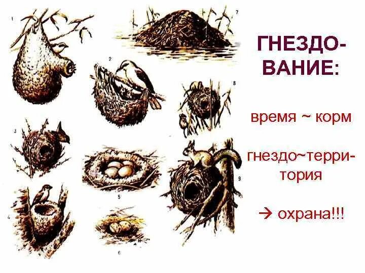 Как формировать гнездо. Как формировать гнездо