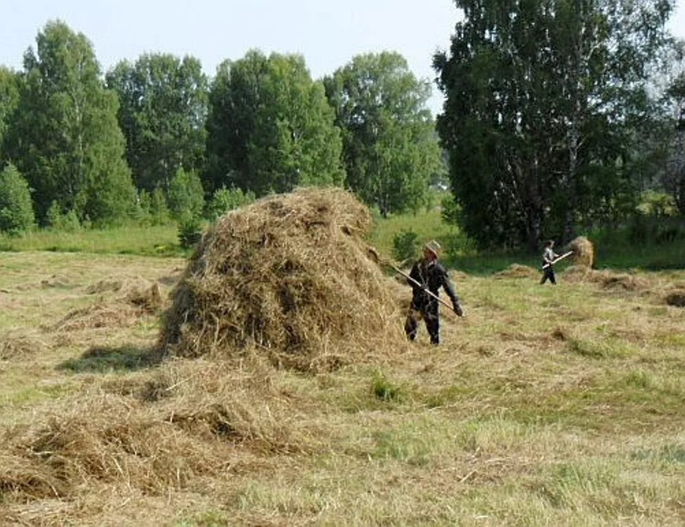 Фото сенокоса в деревне. Фото сенокоса в деревне. Лето в деревне сенокос. Трактор в деревне сенокос. Фото сенокоса в деревне.