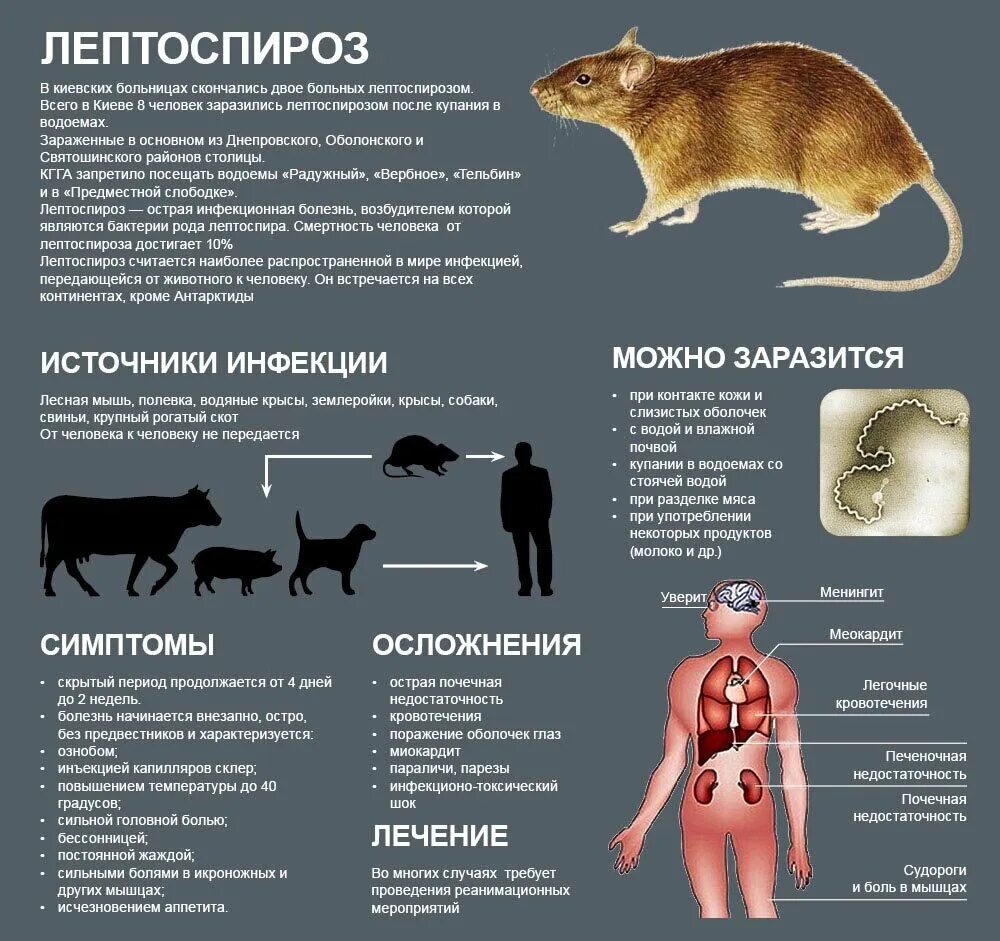 Общие болезни человека и животных. Признаки лептоспироза у животных. лептоспироз путь инфицирования. лептоспироз пути передачи у животных. наиболее характерный признак лептоспироза.