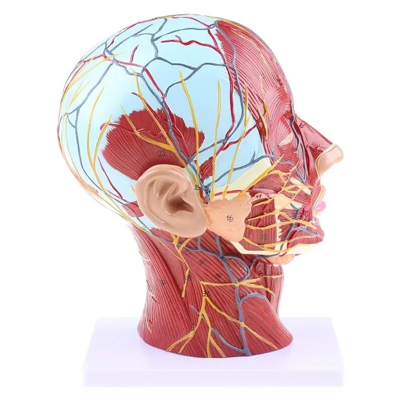 Голова головной мозг шея. Нервная система головы человека. Сосуды головы и шеи анатомия мед универ.