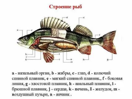 В каком объекте находится рыбы