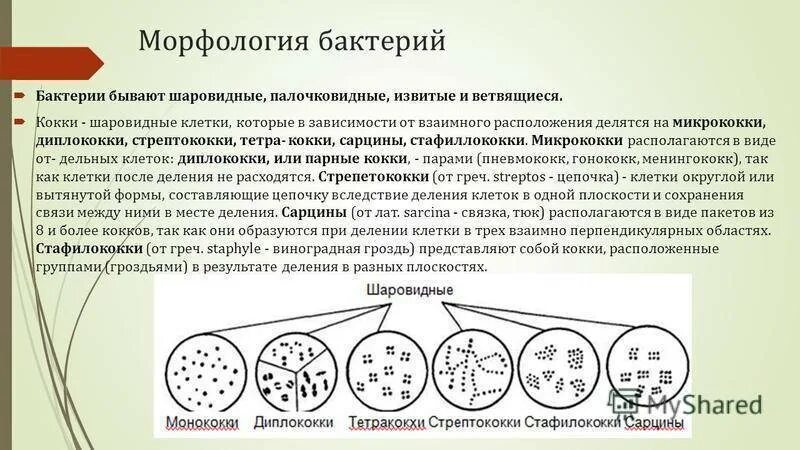 С какой структурой отвечающей за деление. Морфология кокковых форм бактерий. Морфология бактерий микробиология. Морфология шаровидных форм бактерий. Морфология основных форм бактерий..