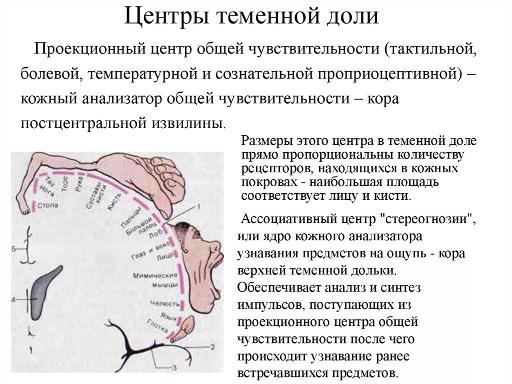 Центры в теменной доле. Центры теменной доли. Функциональные центры в теменной доле. Центр общей чувствительности. Проекционные центры теменной доли.