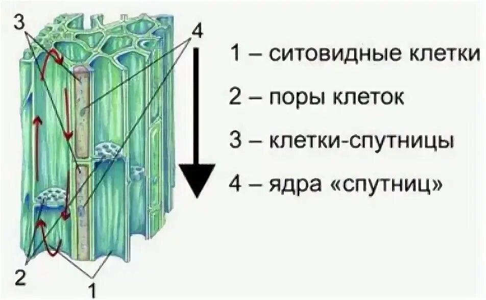 Сходства и различия сосудов и ситовидных трубок