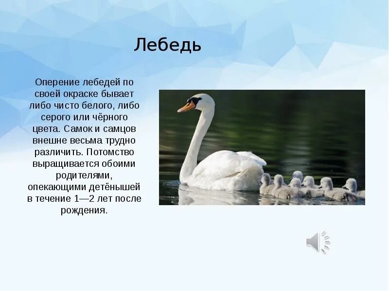 Лебедь для презентации. Лебедь Перелетная птица. Лебеди птицы презентация. Лебедь Перелетная птица или нет