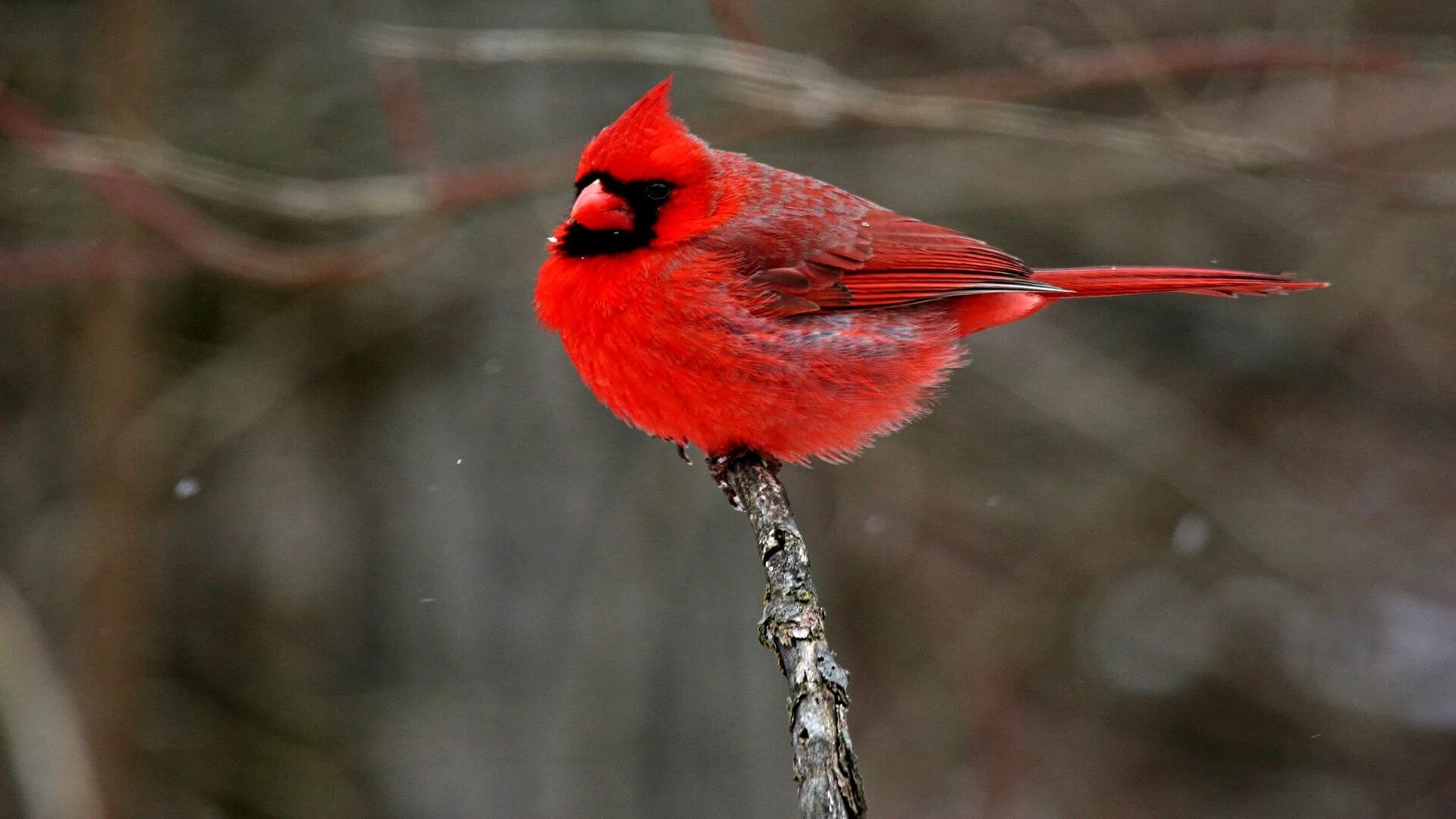 Группа красные птицы. Красный хохлатый Кардинал. Виргинский красный Кардинал. Свиристель и красный Кардинал. Птичка красный Кардинал.