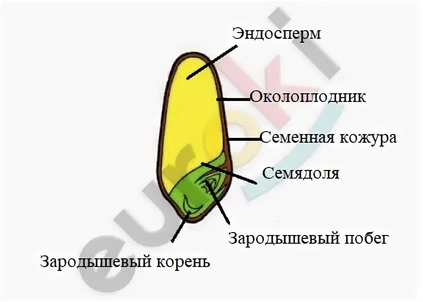 Строение зерновки пшеницы и зародыша семени. Где находятся питательные вещества в семени фасоли. Запас питательных веществ у однодольных. Запас питательных веществ у однодольных. Строение семени без эндосперма.
