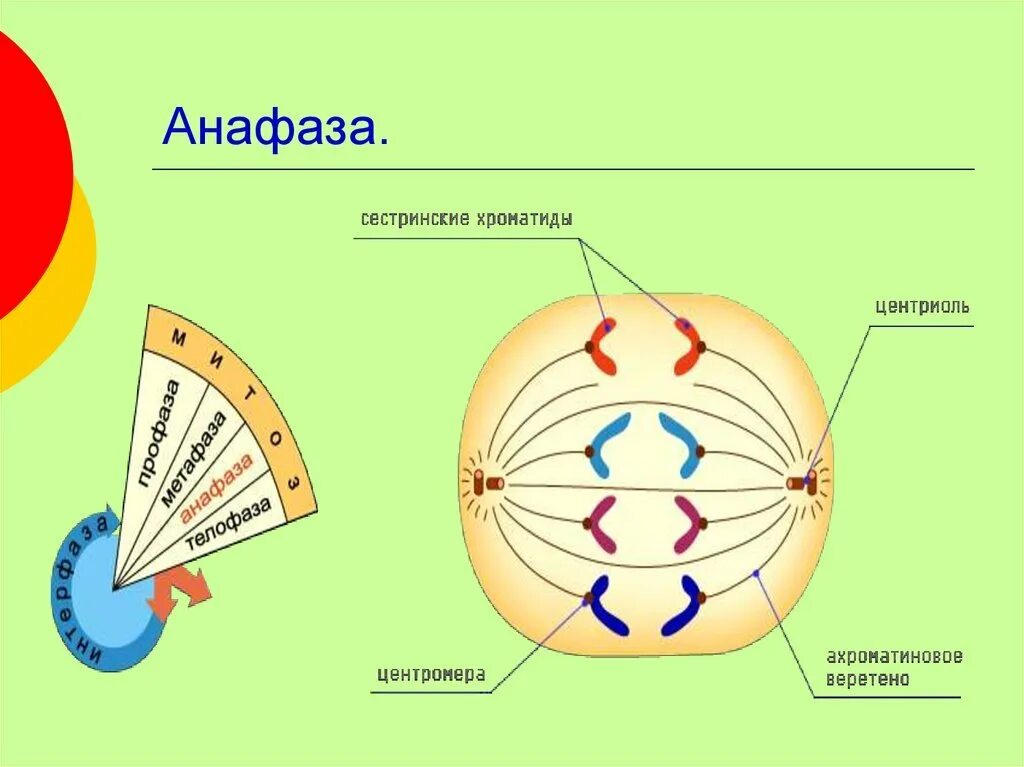 Сколько клеток в анафазе. Анафаза 1. Анафаза 2. Анафаза митоза схема. Анафаза митоза рисунок.