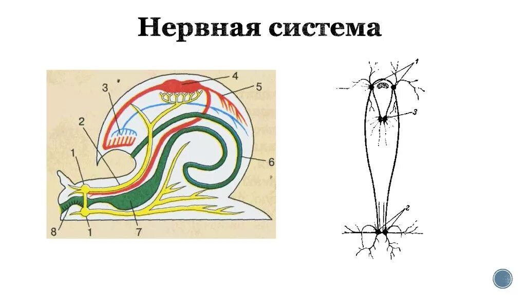Имеет разбросанную узловую нервную систему. Имеет разбросанную узловую нервную систему