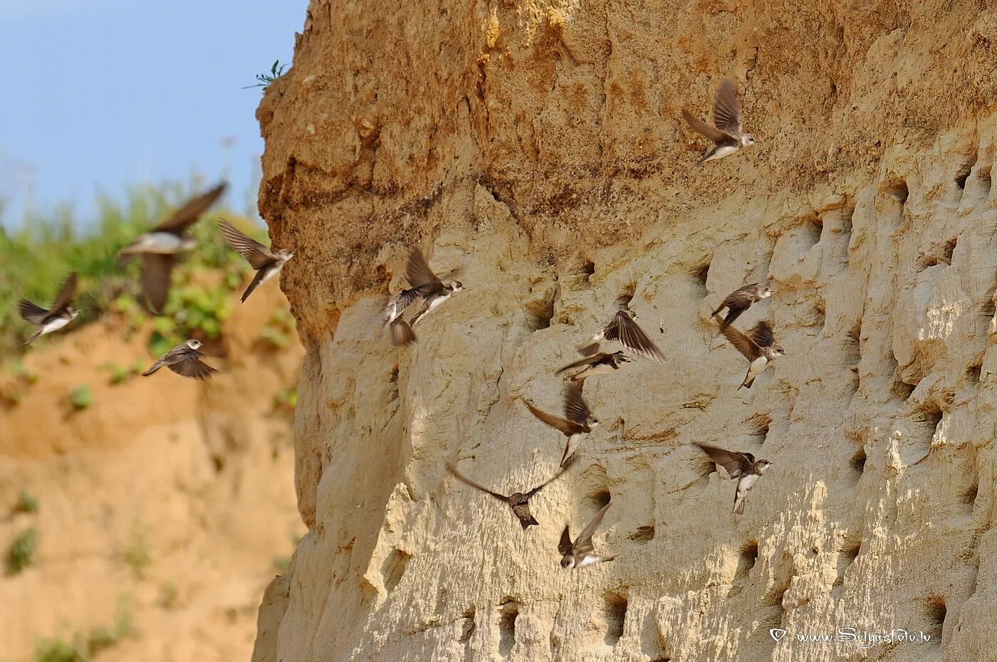 береговушка птица гнездо. ласточки береговушки и стрижи гнёзда. домики ласточек береговушек. гнездо в обрыве. норы ласточек-береговушек.