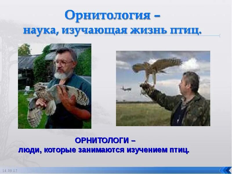 Профессия орнитолог картинки для детей - Арт Минск.ру