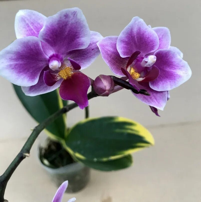 Орхидея микки фото Phal. Miki Crystal 11 3.5  Сервис коллективных заказов