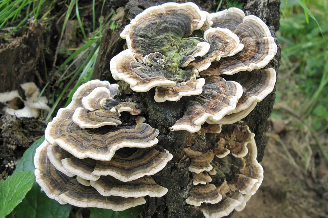 Лечебные трутовик. Трутовик Траметес. Траметес разноцветный (trametes versicolor). Гриб трутовик березовый. Трутовики трутовики.