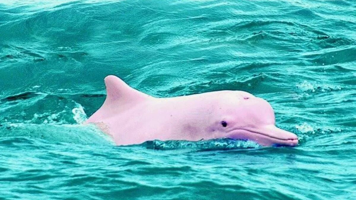 Дельфин и сельдь. Амазонский речной дельфин. амазонский розовый дельфин. амазонский дельфин детеныш. амазонский речной дельфин с детенышем.