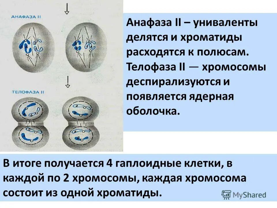 В гаплоидных клетках человека 23. В телофазе хромосомы. К полюсам расходятся хроматиды. Телофаза 2 хромосомы. Гаплоидные хромосомы.