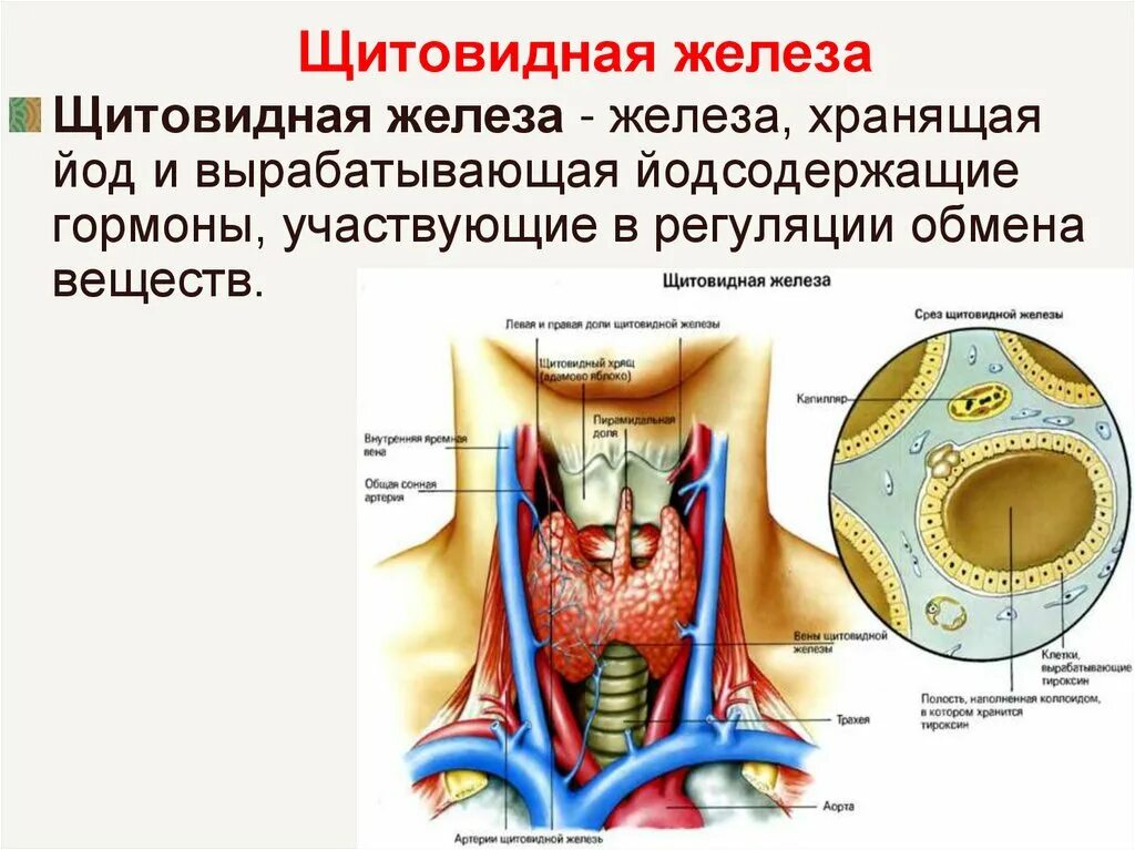 В какой полости расположена щитовидная железа. Схема строения щитовидной железы. Щитовидная железа у мужчин анатомия. Щитовидная железа расположение анатомия.