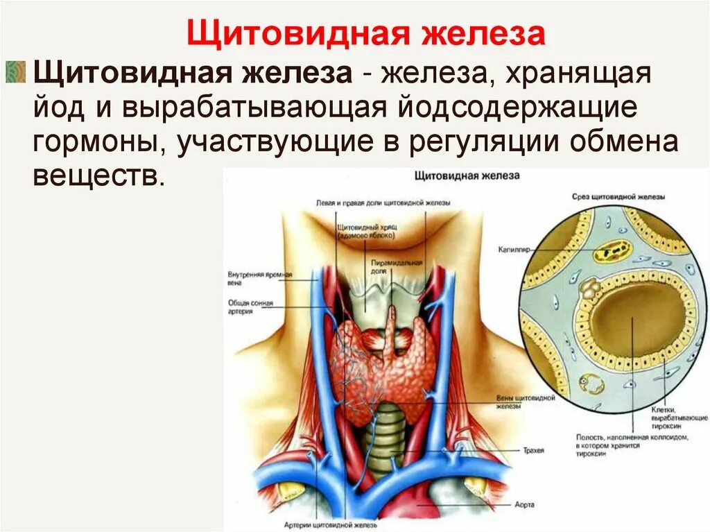 В какую систему входит щитовидная железа