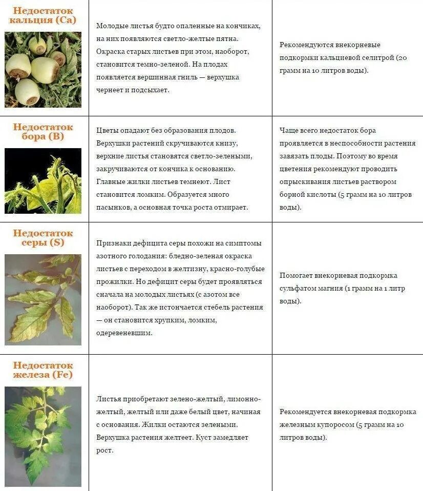 Чего не хватает томатам по цвету
