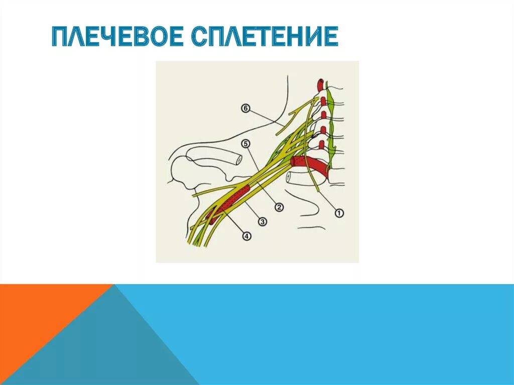 Нервная блокада. Проводниковая блокада плечевого сплетения. Блокада плечевого сплетения по Куленкампфу. Межлестничная блокада плечевого сплетения техника. Проводниковая анестезия плечевого сплетения.