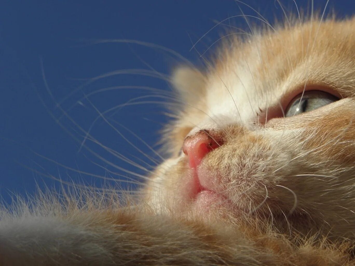 Кот тыкается носом. Кошачий нос. носик котика. кошкин носик.