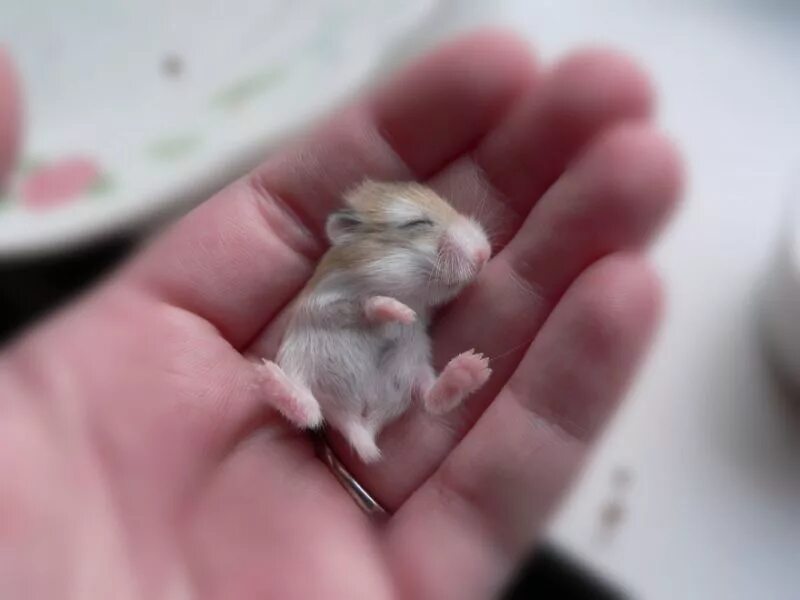 Как выглядят дети мышки Pin on Cute