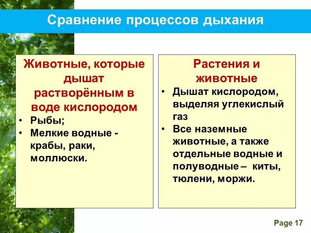 Дыхание растений это процесс ответ. Дыхание растений и животных. Сходство дыхания растений и животных. Сравнение дыхания животных и растений. Дыхание растений и животных таблица.