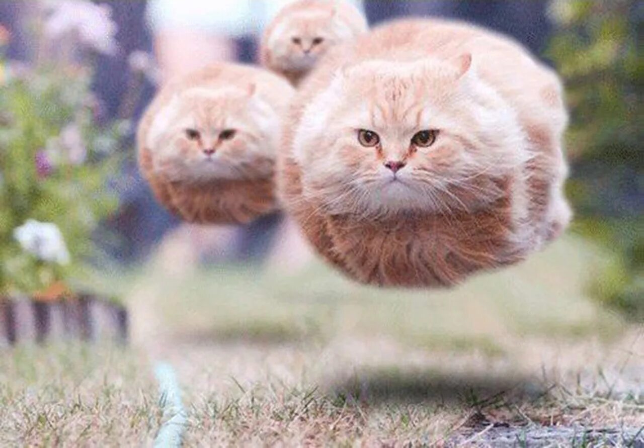 Немного кота