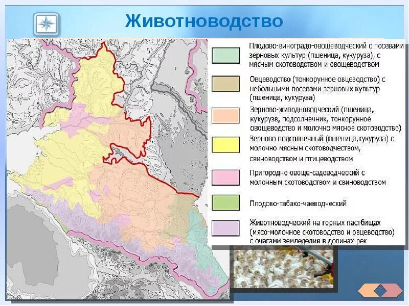 Европейский Юг экономика района. Животноводство европейского Юга. Районы европейского Юга. Животноводство европейского Юга России.