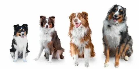 mini australian shepherd size comparison