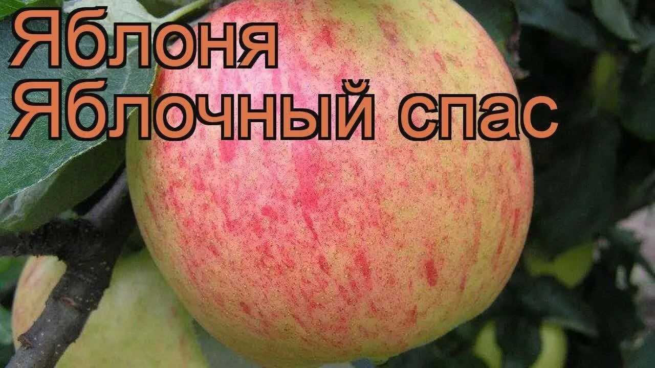 Яблочный спас описание сорта