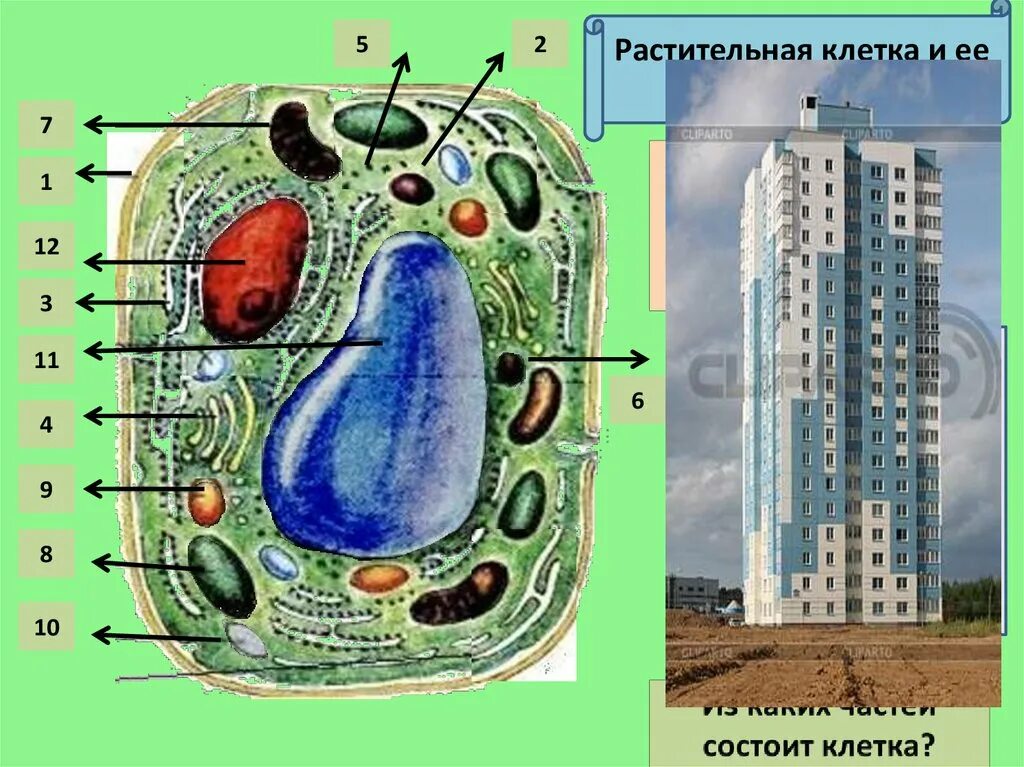 Пример растительной клетки. Клетка растения и ее органоиды. Зарисовать растительную клетку и подписать органоиды. Органоиды растительной клетки схема. Растительная клетка с подписями.