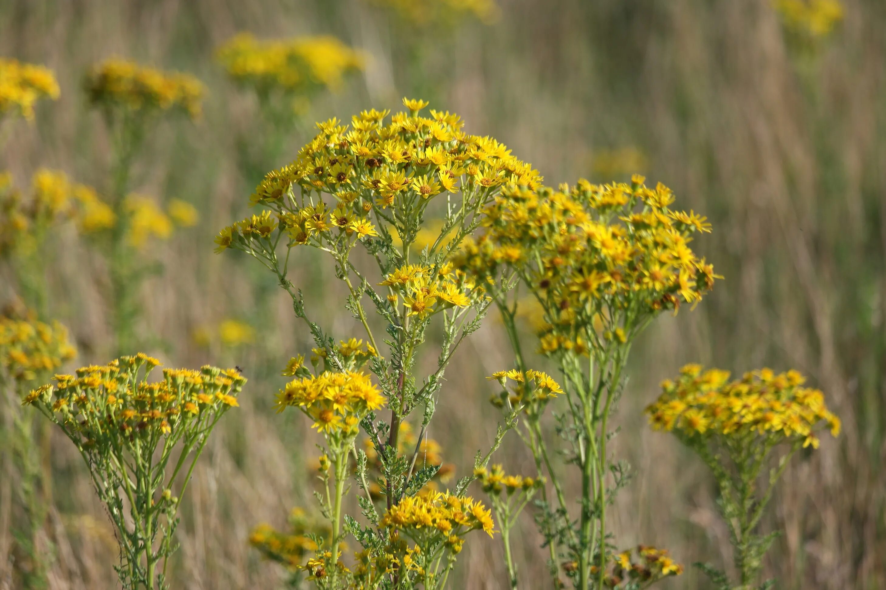 Крестовник Луговой (Senecio jacobaea l.). Крестовник тонколистный. Jacobaea vulgaris крестовник обыкновенный. Крестовник Якова (Senecio jacobaea l.).