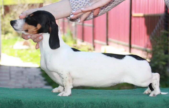 Такса окрас пайболд. Такса пайболд. Такса черно подпалый пайболд. Кроличья такса пайболд. Пайболд такса длинношерстная.