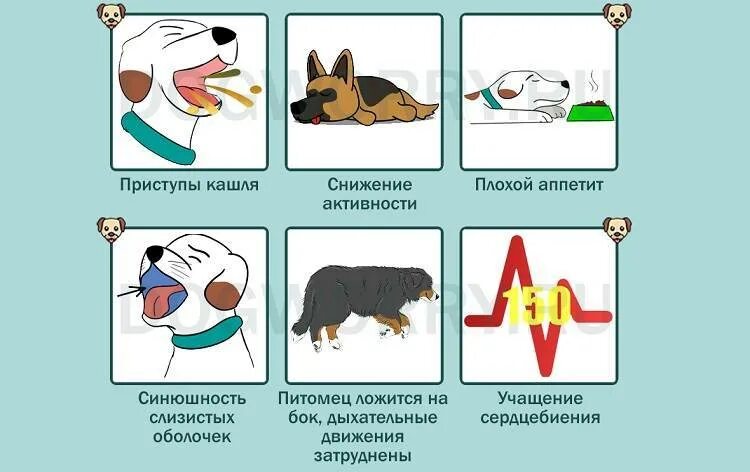 Бронхиальная астма у животных причины. Aerocat ингалятор для кошки. Спейсер аэрокэт. Бронхиальная астма у животных. Бронхиальная астма у животных.