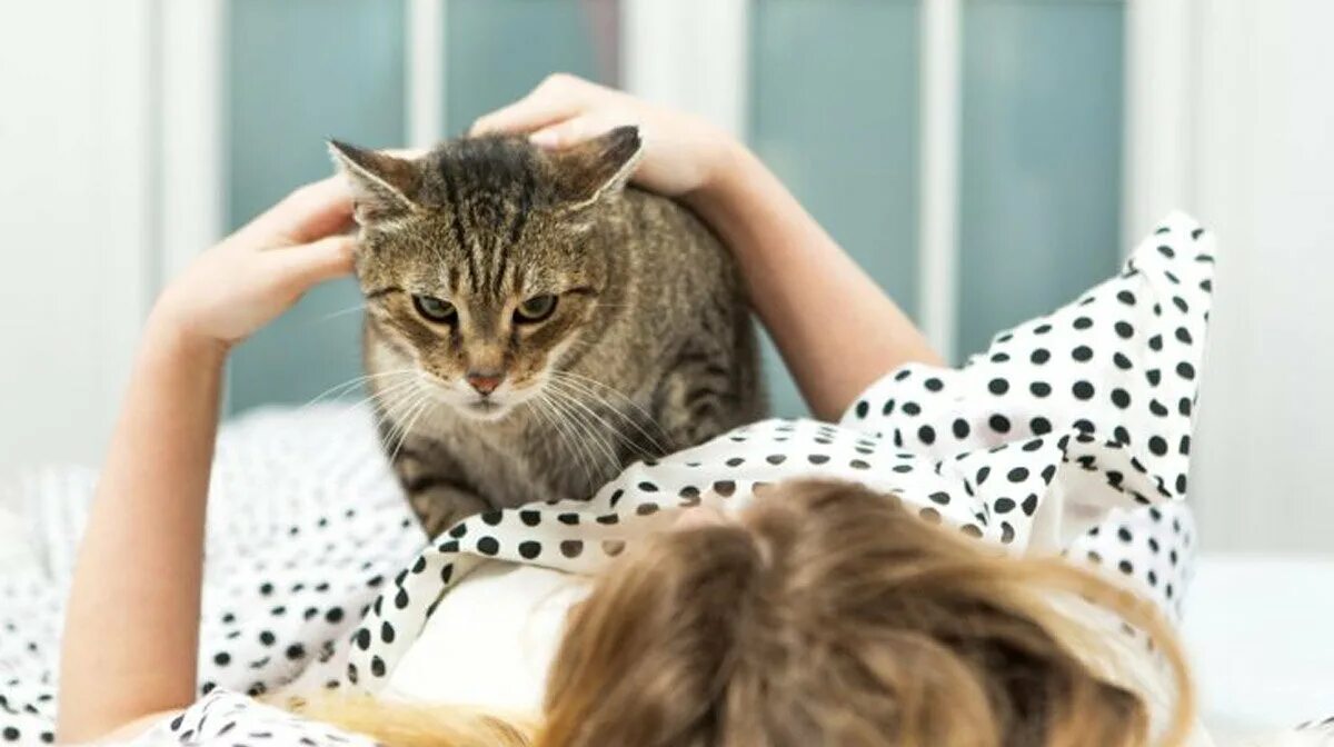 Кошка топчется передними лапами. Кот массажирует лапами. Кошка лежит на человеке. Кошка топчется. Человек с кошачьими лапами.