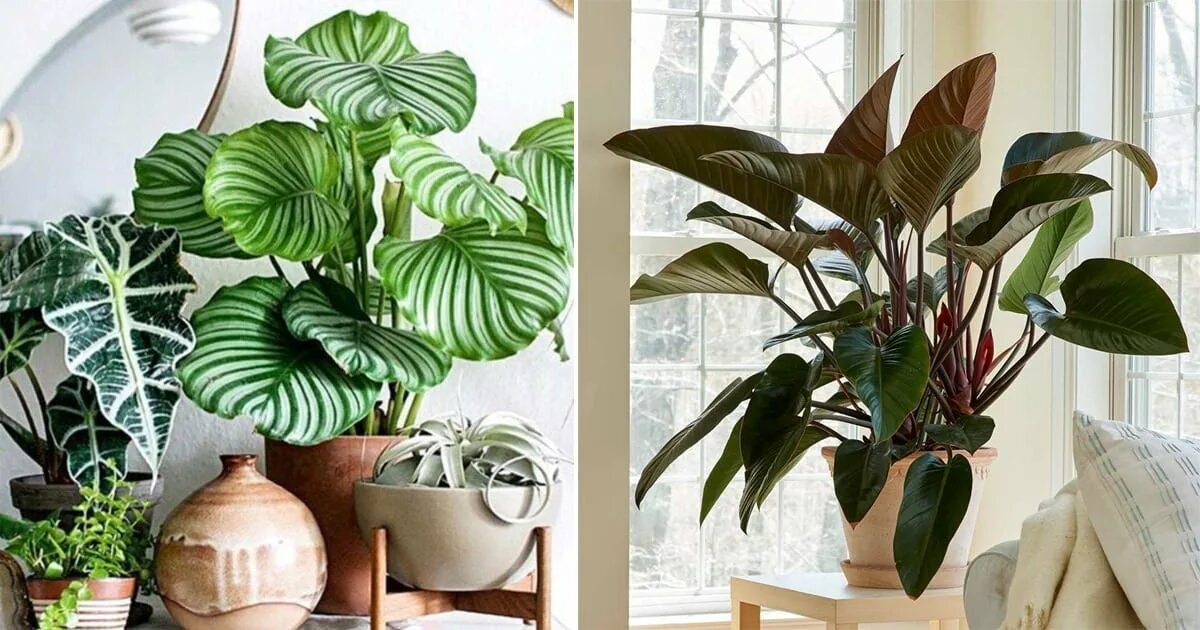 Large Plants. Houseplant leaves. Abnormal big Plants pictures. Big Leaf big. Huge plants