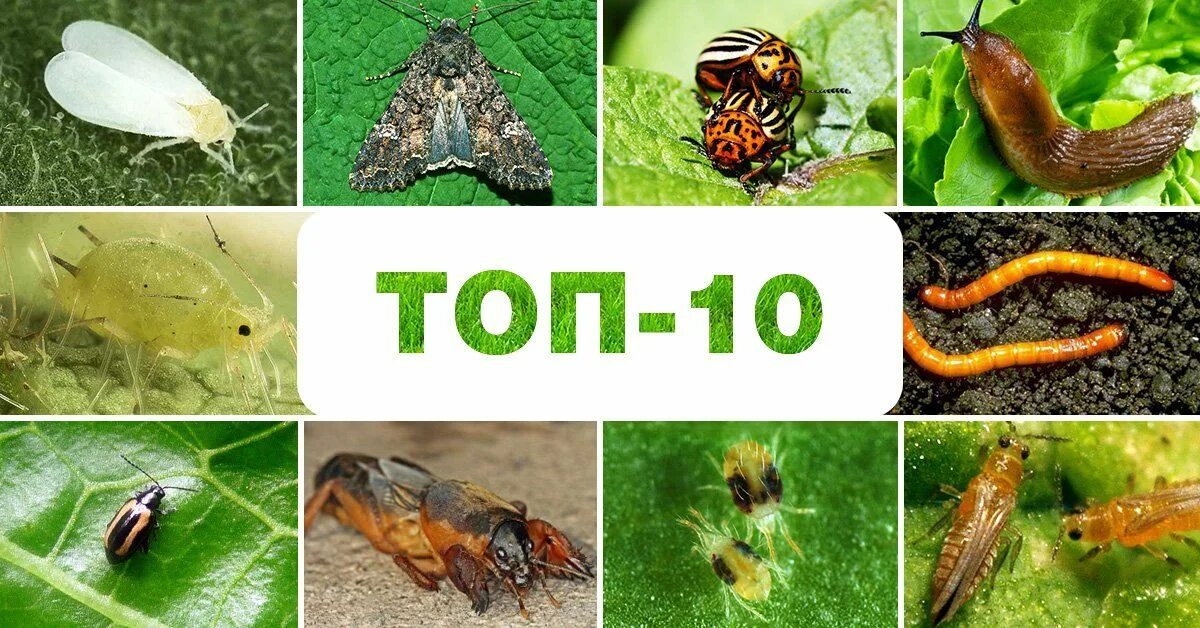 Насекомые вредители сада медведка. Вредители полей насекомые. Огородные вредители насекомые. И описание вредителей в саду. Вредители на дачных участках.