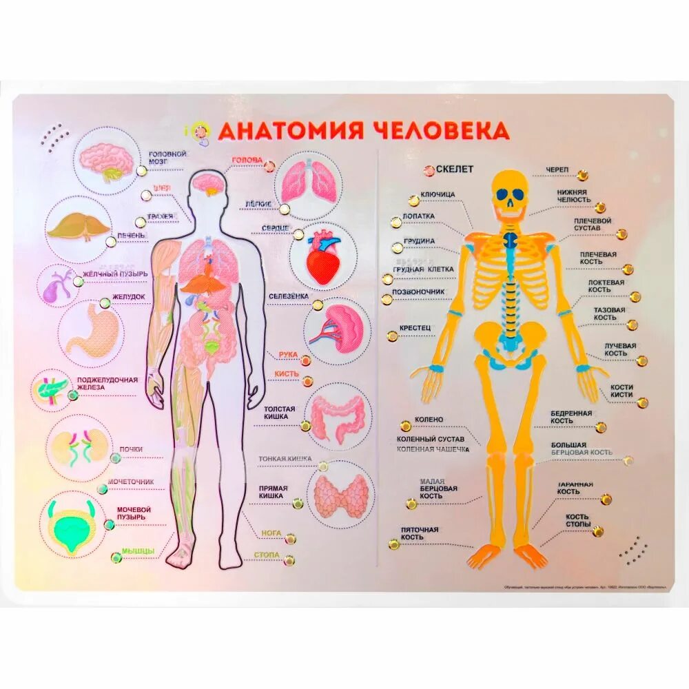 Стенд челов 1.4. Анатомия человека стенд. стенды по анатомии человека. анатомия человека тактильно звуковые стенды. стенды по анатомии для детей.
