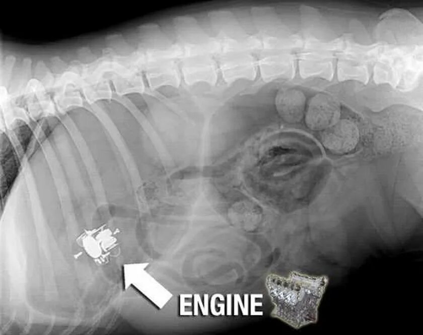 Проглотил большим куском. Снимок на инородное тело собаки. Рентген собаки инородное тело.
