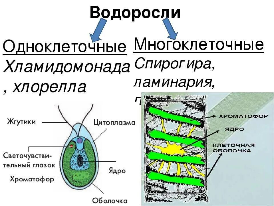 Исключительно одноклеточные водоросли. Строение многоклеточной ламинарии. Строение хламидомонады и спирогиры. Биология 6 класс водоросли одноклеточные и многоклеточные. Spirogyra водоросль строение.