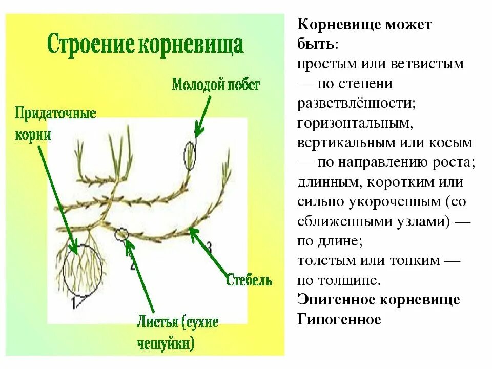 Рассмотрите пырей и его корневище. Корневище пырея ползучего схема. корневище пырея схема. корневище пырея биология 6 класс. строение корневища пырея.