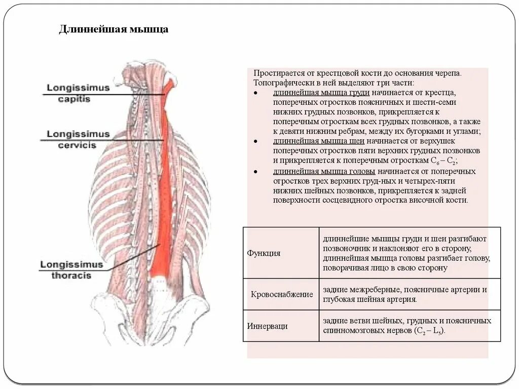 Длиннейшая мышца (m. longissimus). Длиннейшая мышца выпрямляющая позвоночник. Длиннейшая мышца спины функции. Длиннейшая мышца (m.longissimus) прикрепляется к:.