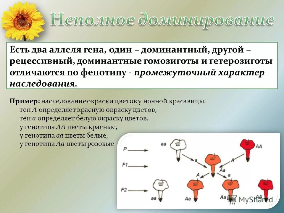 Доминантный ген а определяет развитие. Промежуточное наследование примеры. Взаимодействие двух доминантных генов. Промежуточный характер наследования. Неполное взаимодействие генов.