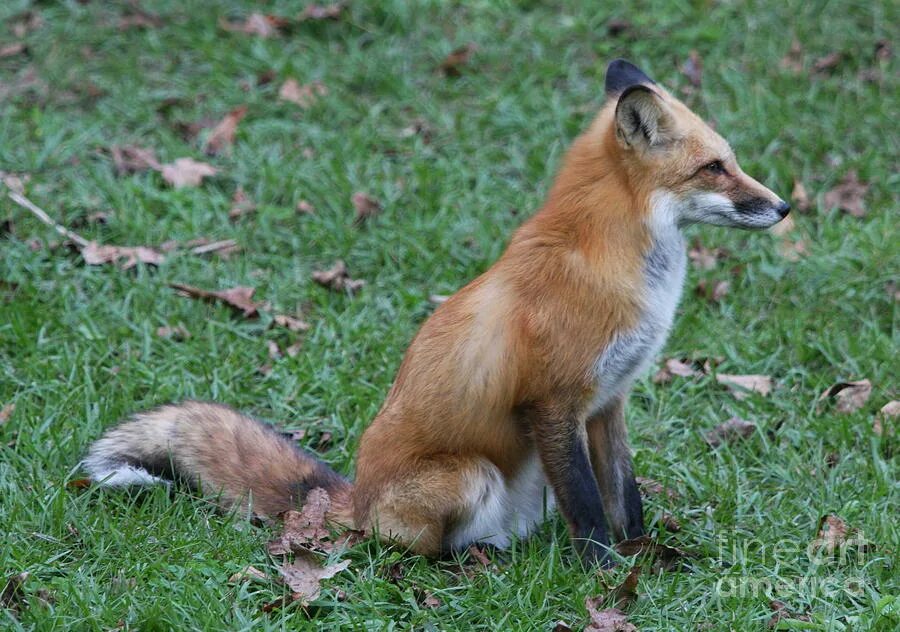 Seduce a fox. Atalaya red fox. red little fox духи. red fox talkeetna. red fox 1988.