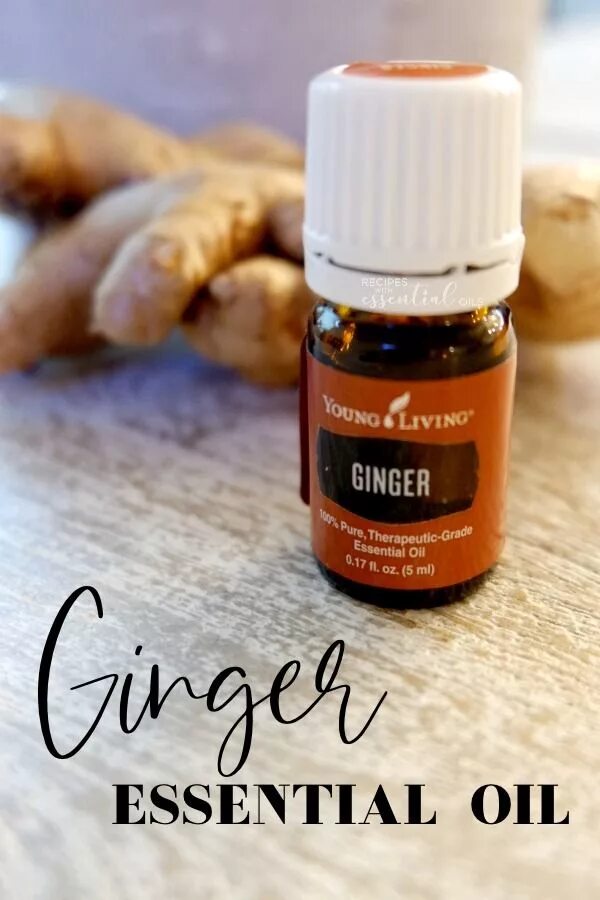 Ginger Essential Oil. All about Oil. Process of making Ginger Oils.